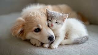 スコティッシュフォールドの動画01