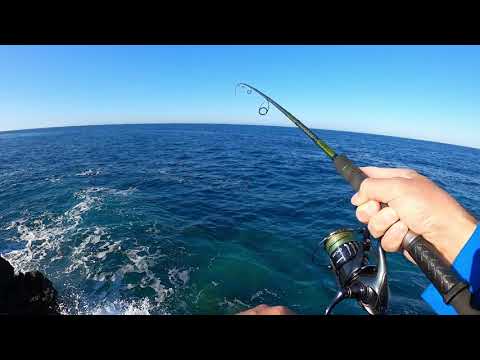 Light Shore Jigging - Atlantic Bonito (Palamida)