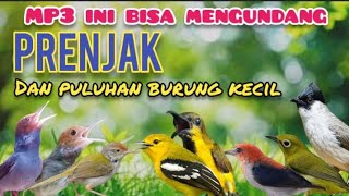 Download lagu MP3 Prenjak Ribut Kombinasi Burung Kecil Ribut Pemanggil Burcil Liar mp3