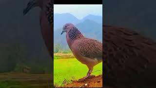 Download lagu Pikat betina menguku tekukur jantan #shorts mp3 Download lagu Pikat betina menguku tekukur jantan #shorts mp3