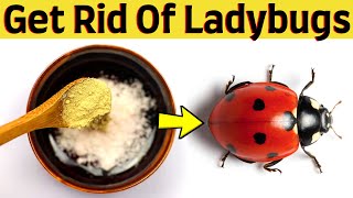 Home remedy to get rid of ladybugs in your house - It really works