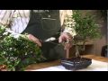Tailler un bonsaï : les explications 