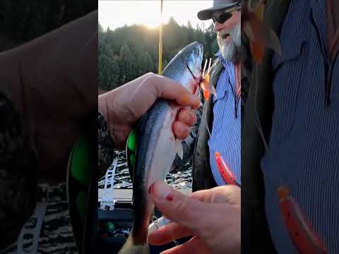 SPINFISH for Kokanee Fishing #Fishing #Shorts #Kokanee