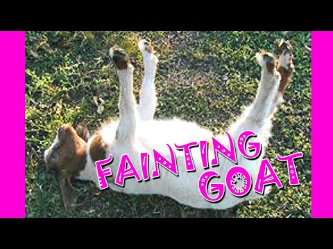 Fainting Goats Very Funny Compilation 🐐😂 Best of Fainting Goats Video