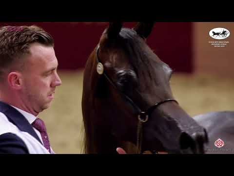 Doha International Arabian Horse Show 2023   Classe 7A