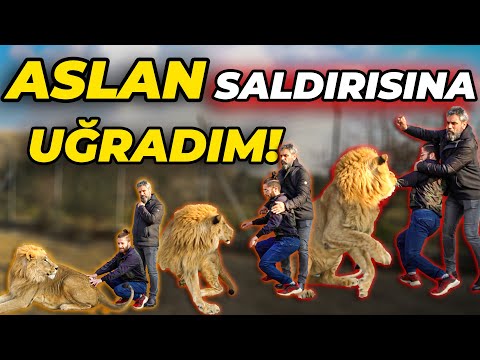 I ENTERED THE CAGE WHERE THREE LIONS WERE IN! (The Lion Attacked When He Didn't Like My Massage)