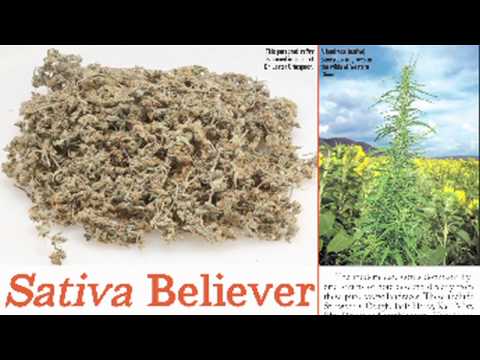 HIGH TIMES Medical Marijuana Magazine -- Issue #4