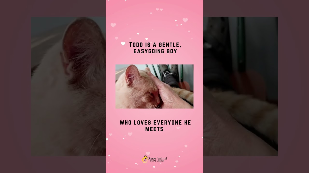 Enlarge Todd, a Adoptable mixed breed in Sapulpa, OK video 5/5