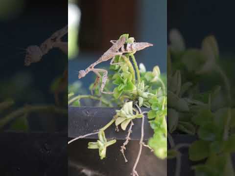 Louva-Deus, em Ferreira Gomes - Amapá ✨🦎