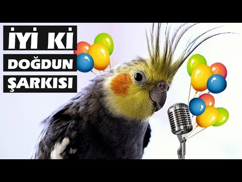 İyi ki Doğdun Şarkısını Söyleyen Kuş!