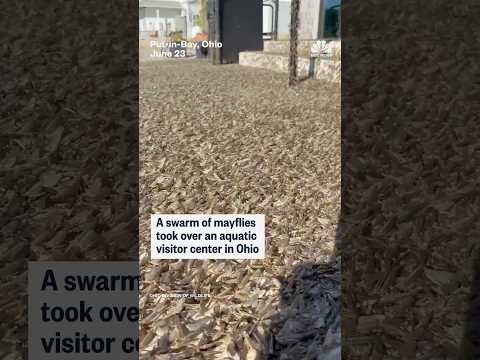 A swarm of mayflies took over an aquatic visitor center in Ohio
