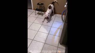 When your dog tries to understand but fails#dog #dogsoftiktok #funny #doglover #dogs