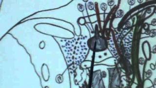 12) Dr.Ahmed Galal 30/10/2014 [ cavernous sinus - emissary veins- pituitary gland - eyelids]