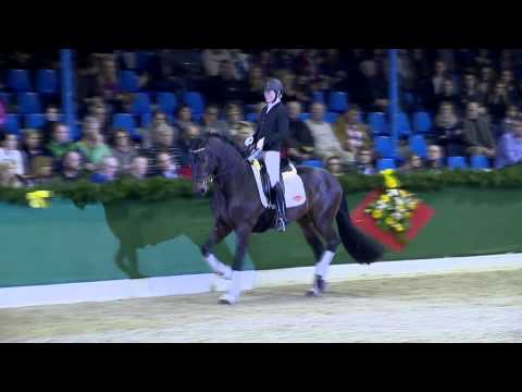 Danzador by Diamond Hit - Lauries Crusador xx / Stallionshow Vechta 2015 / Böckmann Pferde