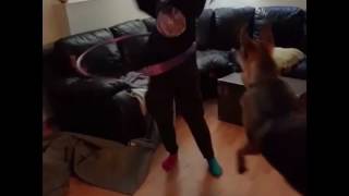 Dog does the hula hoop