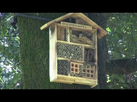 Da vermi a gattini senza targhe Lanalisi su helminths di battute di entrata