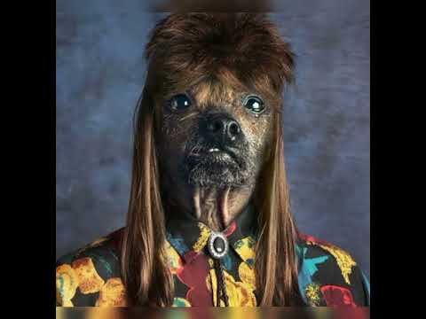 dog commdy face ❤️❤️ in shorts ❤️