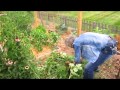 Endless Weeds - Wisconsin Garden Video Blog 424 Endless Weeds - Wisconsin Garden Video Blog 424