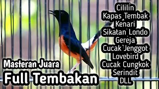 Download lagu MASTERAN MURAI BATU FULL ISIAN TEMBAKAN CILILIN KAPAS TEMBAK KENARI SIKATAN LONDO GEREJA LOVEBIRD mp3