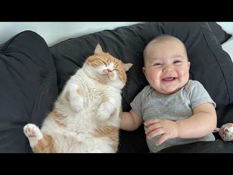 The Animal Distribution System Strikes Again 😂 | Cute and Funny Encounters