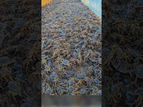 Зачем выпускают крабов  в рисовые поля?