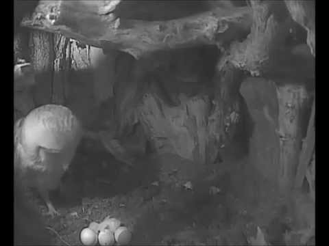 First Barn Owl chick 2015