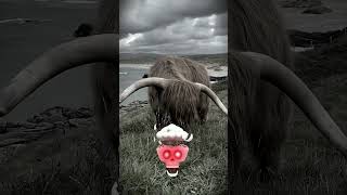 Before & After Animals Growing Up. Bull transformation