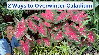 CALADIUM OVERWINTERING - 2 Easy Methods for Success - Tutorial