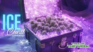 🧊ICE CHEST Strain Review 🌲🔥 | Portland’s Frostiest Bud