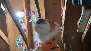 Who You Looking At, Tiger