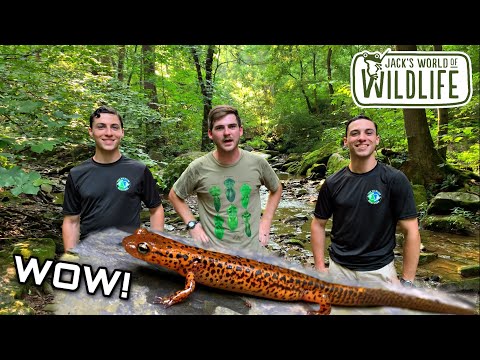 SALAMANDERS Galore! Catching Long-tailed Salamanders with The Wildlife Brothers