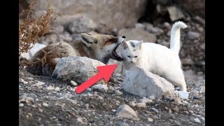 This Fox Caught A Stray Cat, And What Happened Is The Last Thing You’d Ever Expect