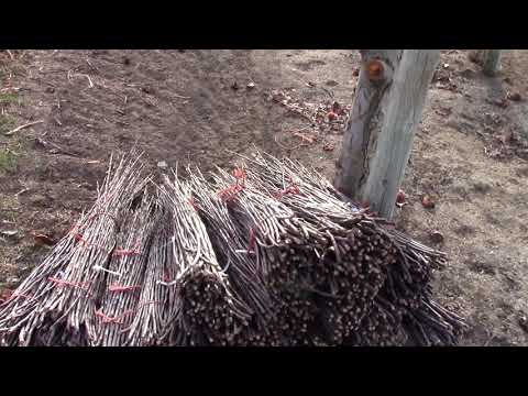 Grafting Season 2018 - day 34 - Ambrosia and Granny Smith