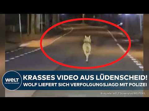 Video Thumbnail: LÜDENSCHEID: Krasses Video aufgetaucht! Wolf flüchtet vor Lüdenscheider Polizei