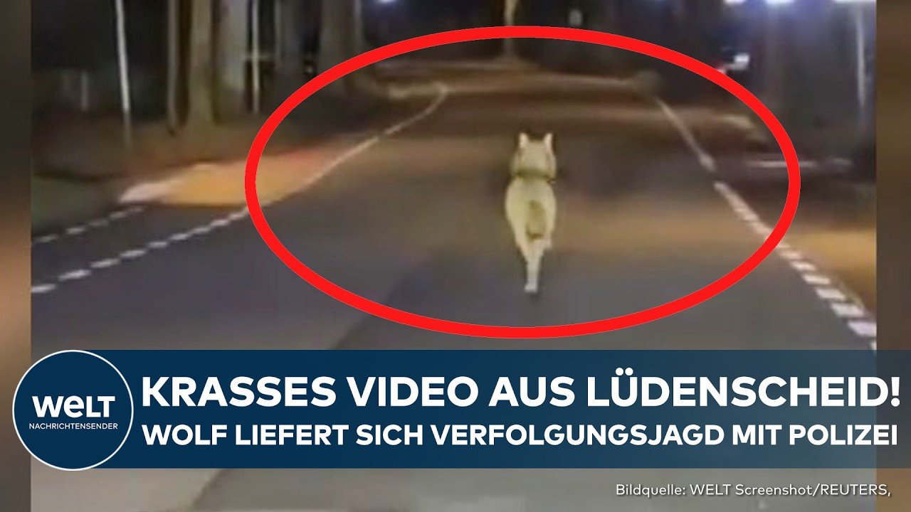 LÜDENSCHEID: Krasses Video aufgetaucht! Wolf flüchtet vor Lüdenscheider Polizei