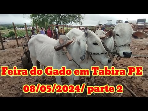 Feira do Gado em Tabira PE 08/05/2024/ parte 2