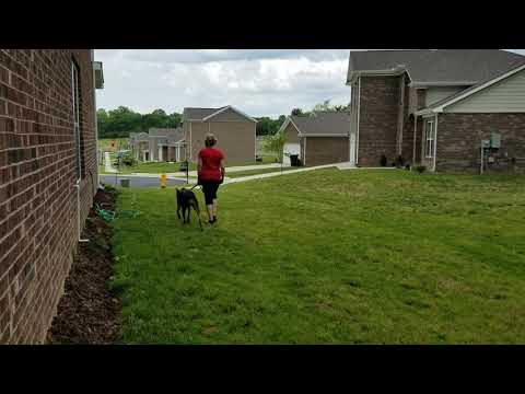 Music City K9 Training, LLC video.