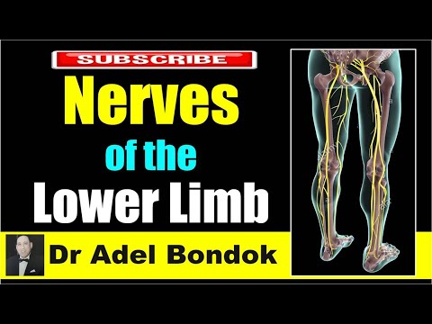 Nerves of the Lower Limb, Dr Adel Bondok