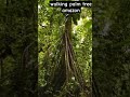 walking palm tree amazon forest #walkingtree #amazone #nature #travel