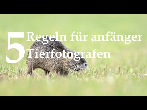 5 Regeln für Anfänger Wildlifefotografen