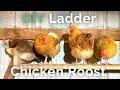 Build A Chicken Roost In Under 30 Minutes Round Or Flat Roosting Bars Which Is Better