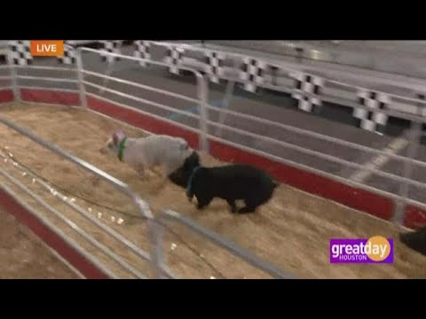 Pig Races at The Houston Rodeo