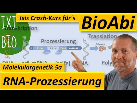 Prozessierung mRNA - Reifung mRNA - Spleißen, Splicing (prä-mRNA zu reifer mRNA) - Transkription 4