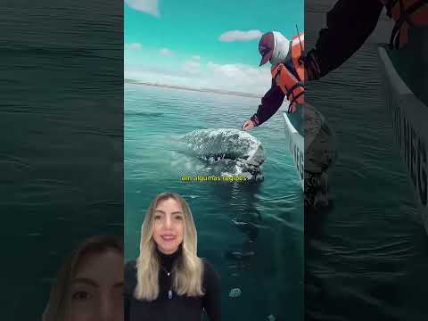 O encontro mais inesperado entre humanos e baleias!