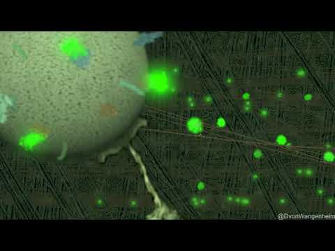 fantastic vesicle traffic (remastered 2019)