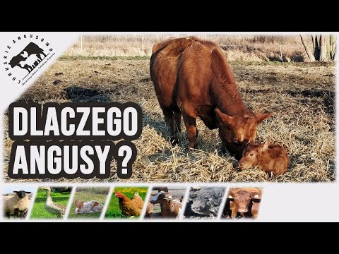Lubuskie Angusowo - S2 E54 - Why I chose the Angus breed