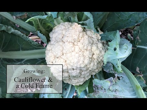 , title : 'Growing Cauliflower with a Cold Frame'