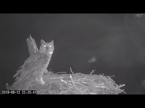 Great Horned Owls Hoot Up A Storm While Visiting Savannah Nest – Sept. 12, 2019