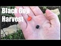 Black Goji (Lycium Ruthenicum) Harvest and Taste - Ninja Gardening - Episode 80