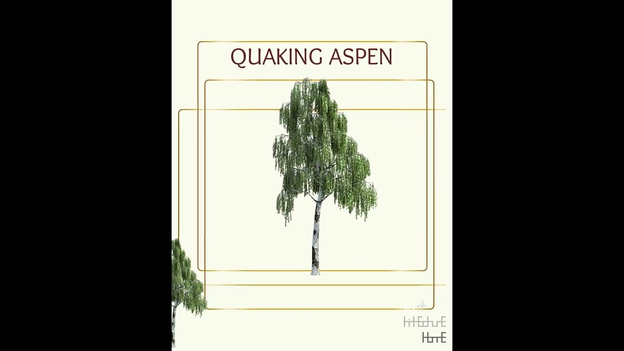Real Tree Cliparts - quaking aspen - photoshop overlays png, Tree layout, transparent background